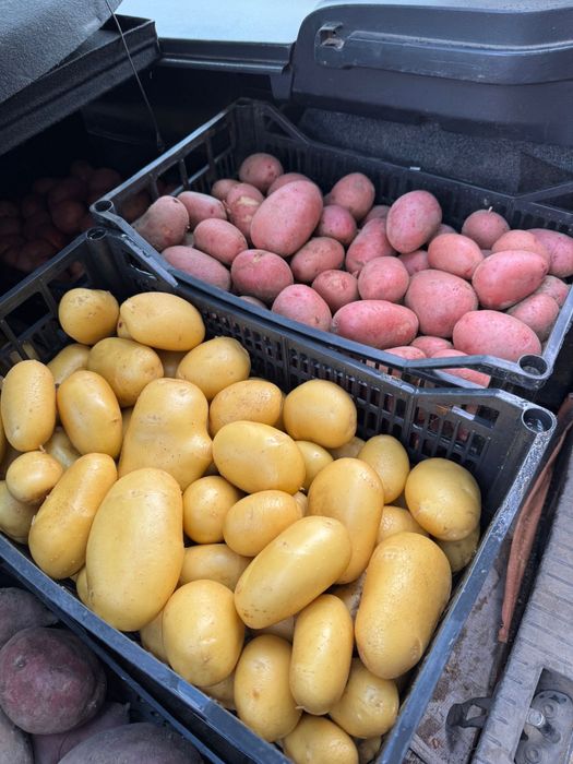 Batatas vermelhas novas