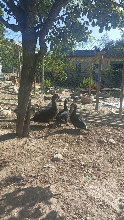 Patos caseiros vivos