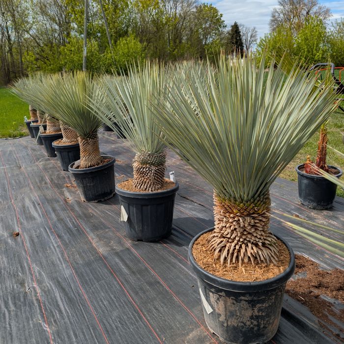 Yucca rostrata wys. 120/140cm, sprawdź inne ogłoszenia!