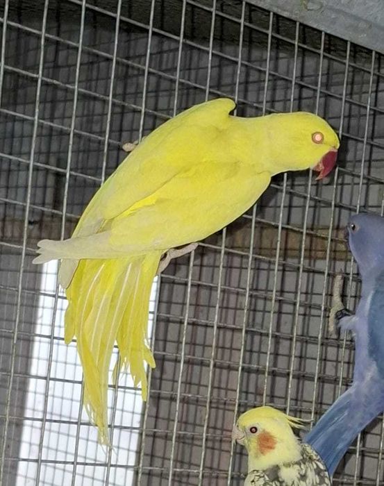 aleksandretty aleksandretta młode 25r zielone zółte niebieskie