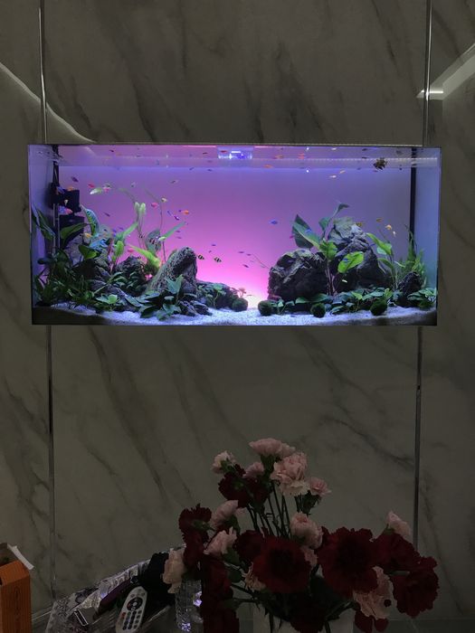 Послуги акваріуміста (чистка та запуск акваріумів, підбір обладнання)