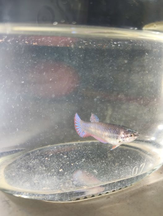 Betta splendens femea