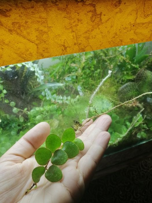 Мини папоротник pirrosia nummularifolia: 150 грн. - Комнатные растения ...