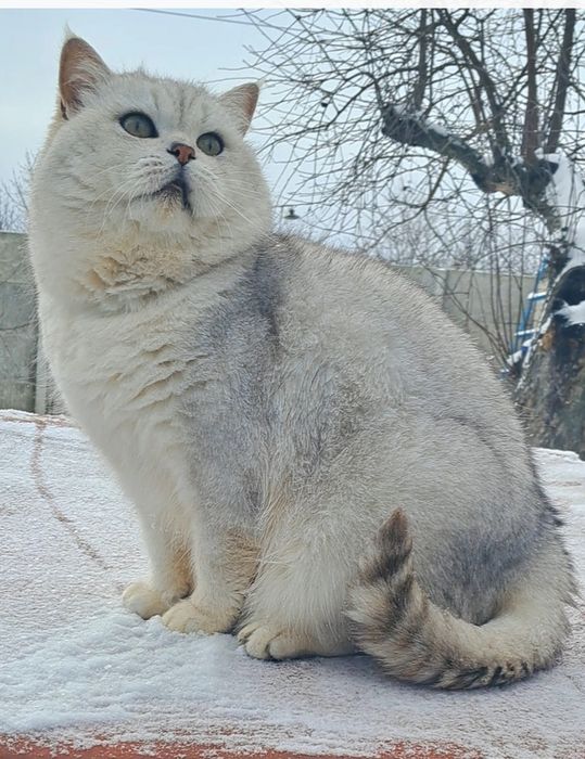 Шотландские вислоухие и прямоухие  котята