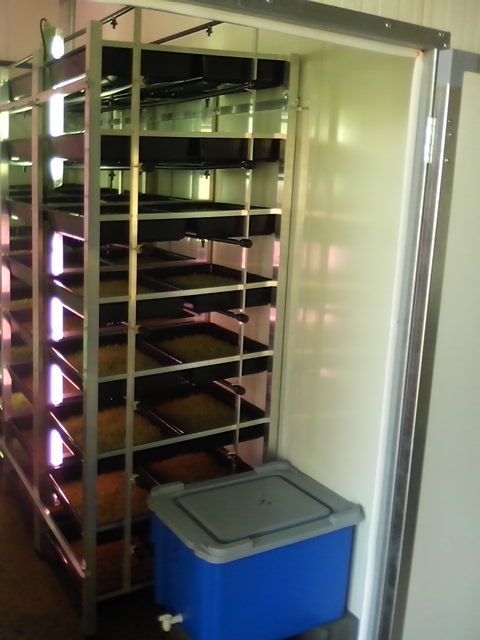 Sistema de produção de FVH ( forragem hidroponica para gado )