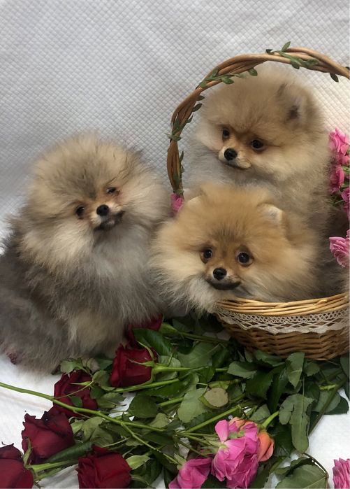 Померанські шпіци.Львів.КСУ.