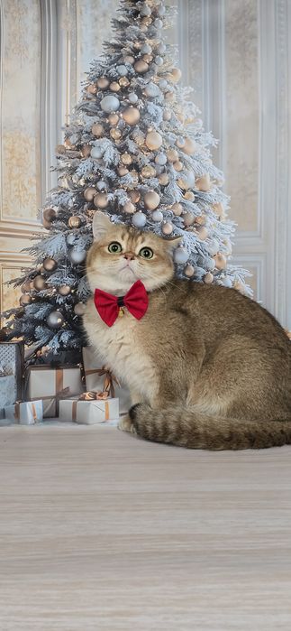 Мальчик красавчик. Золотой шотландец