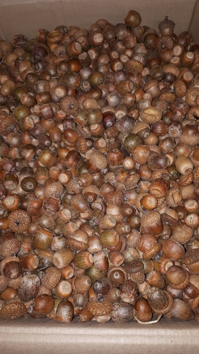 Желуди,  2023, свежие, корм для грызунов