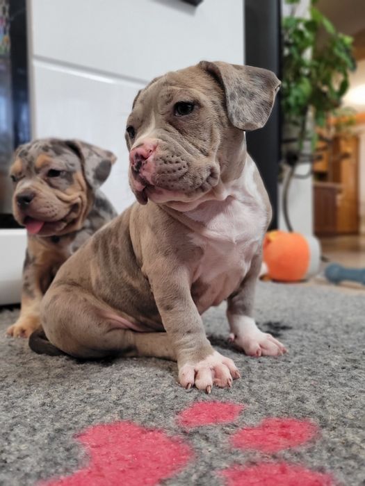 American bully suczka blu merle