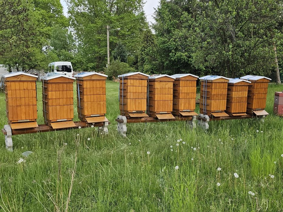 Ule wielkopolskie z rodzicami odkladami pszczoły  pasieka  drewn