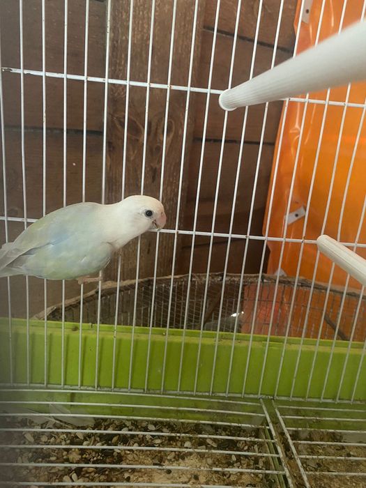 Vendo estes passaros tudo preços diferentes