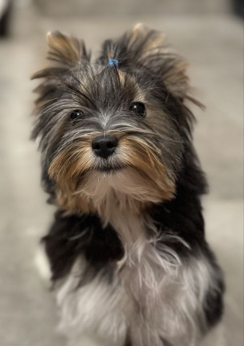 Biewer York suczka z rodowodem Yorki