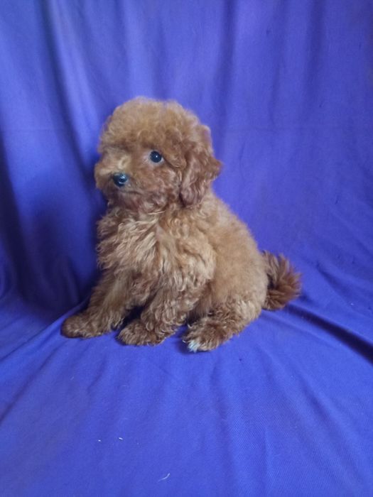 Цуценя ред Браун породне від маленьких батьків