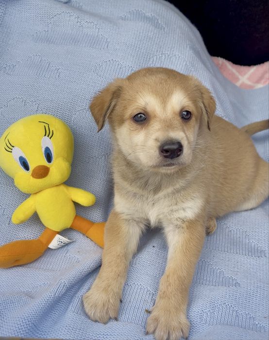 Цуценятка безкоштовно у відповідальні руки