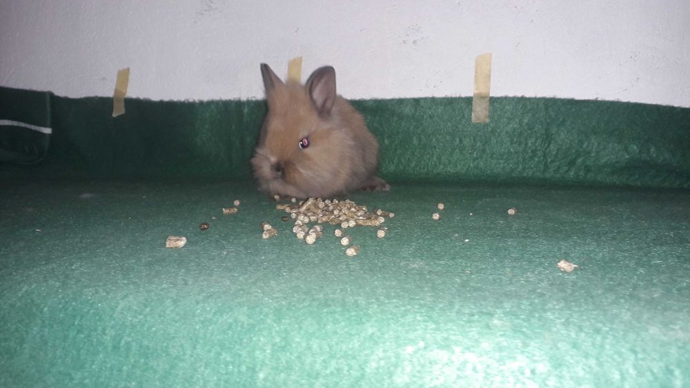 Кролики карликові, декоративні кролики.