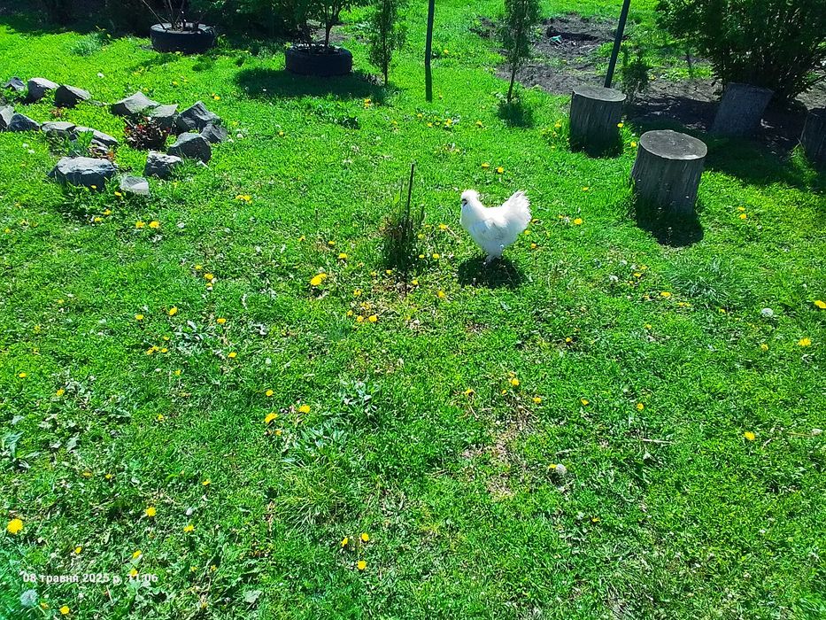 Півні китайської пухової