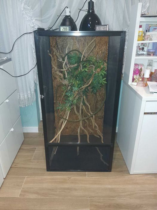 terrarium z kameleonem