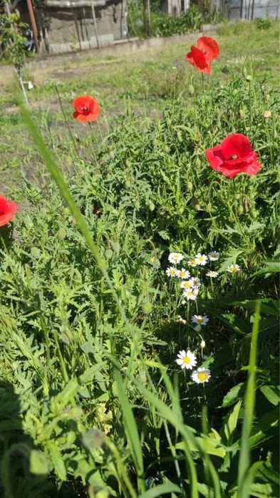 Продам земельный участок с адресом с/о Лесная поляна