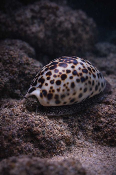 Ślimak Cypraea tigris Porcelanka Ogromna!  FLUOLAMPS.PL WYSYLKI