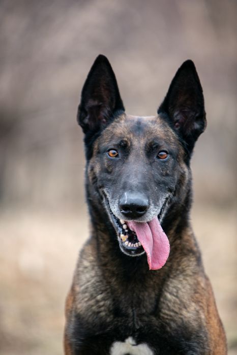 ВЯЗКА.   Малинуа Бельгийской овчарки кобель