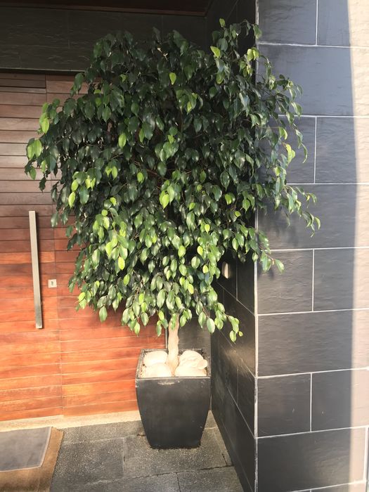 Planta natural com 2m e vaso