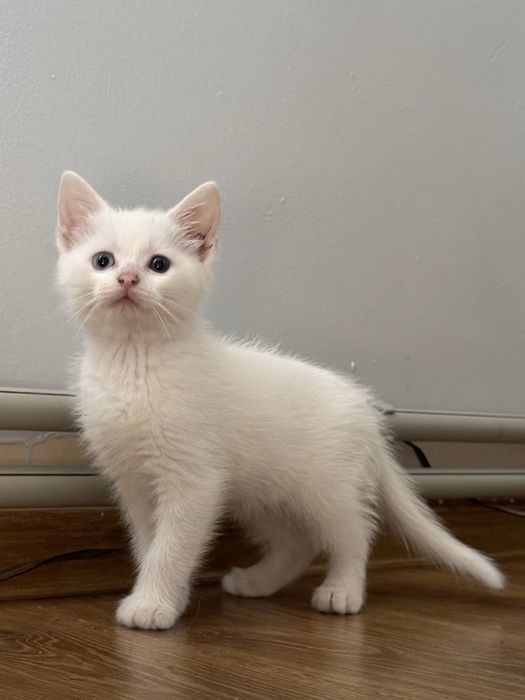 Кошенята у добрі руки