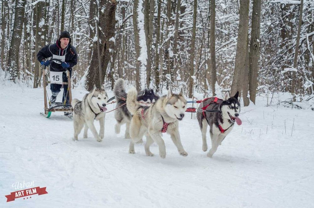 Нарты для собачьих упряжек