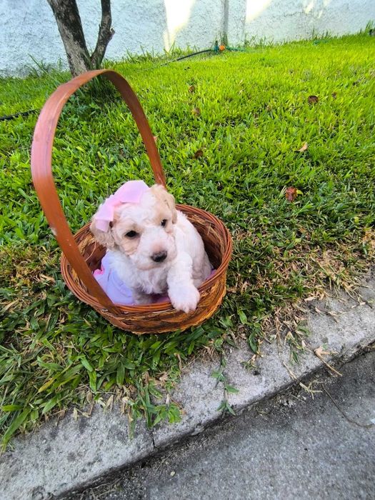 Caniche toy bebé fêmea