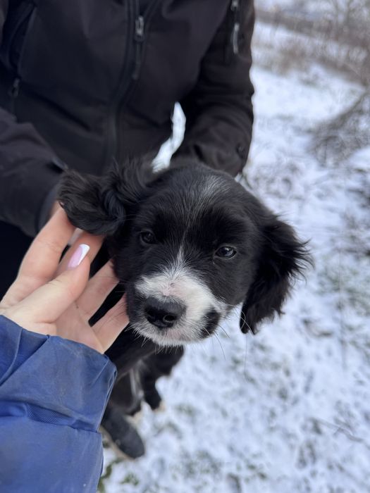 Отдам в хорошие руки щенков,метис спаниеля