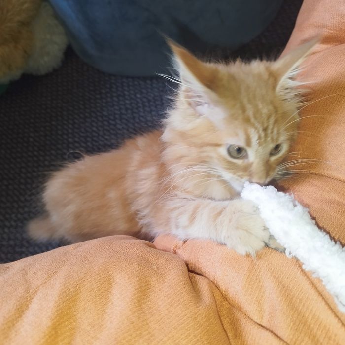 Dziewczynka Maine Coon