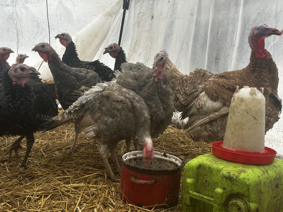 Idyki/ Indyczki 4 miesieczne