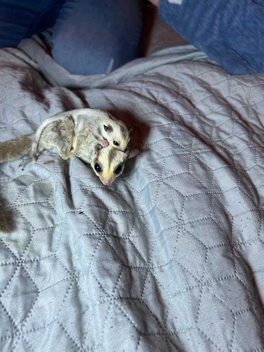 Lotopałanka karłowata|Sprawdzona hodowla|Lotki Psotki|Wyjątkowe samce