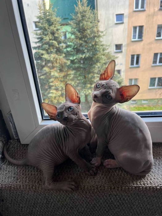 Piękny kocurek Sfinks Kanadyjski