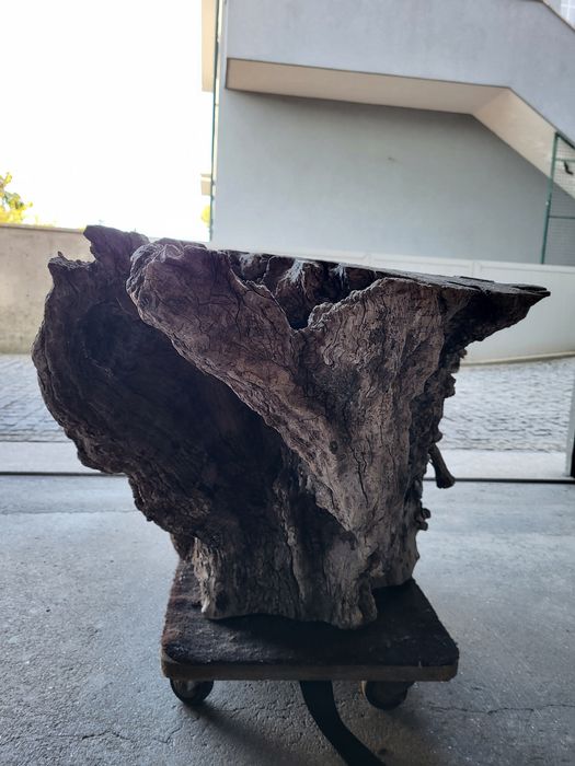 Tronco de oliveira