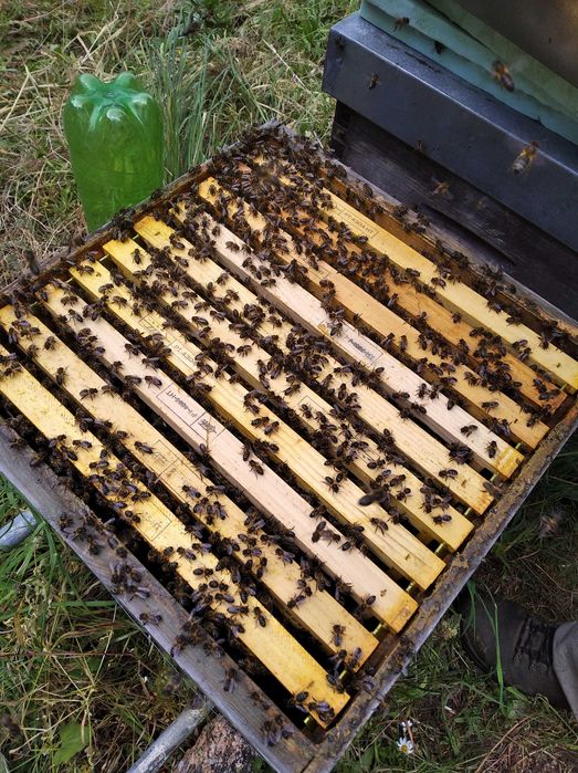 Ninho de abelhas63825517607681122