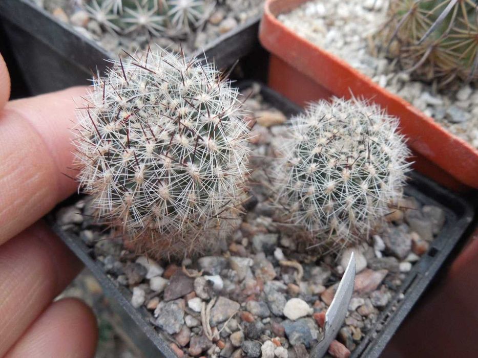 Echinocereus canus (russanthus – v. neocapillus) – Solitario