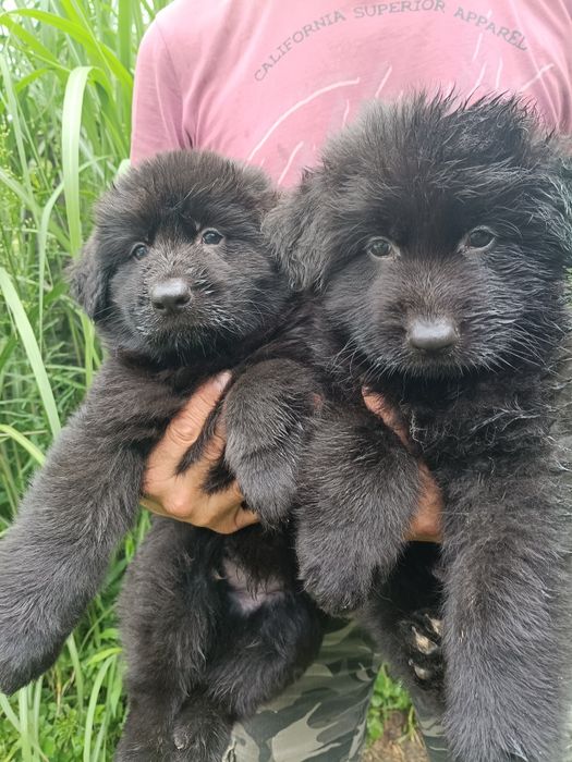 Owczarek niemiecki długowłosy czarny szczeniak suczka