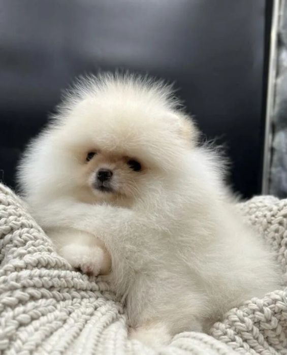 Супер-супер крохи мини