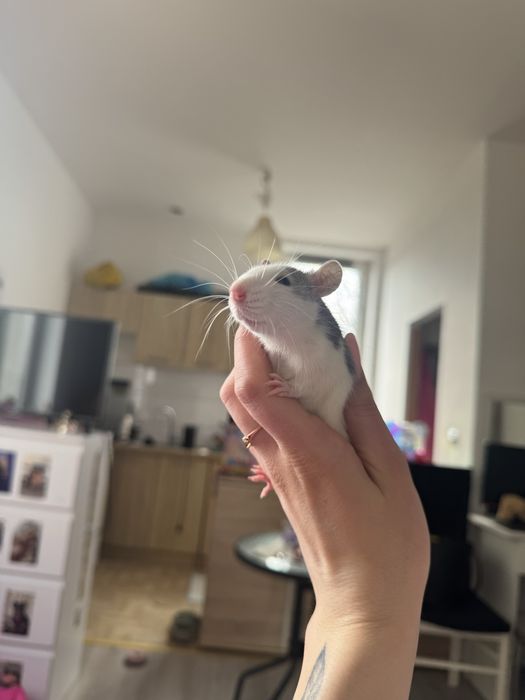 Szczurek, szczurki dumbo