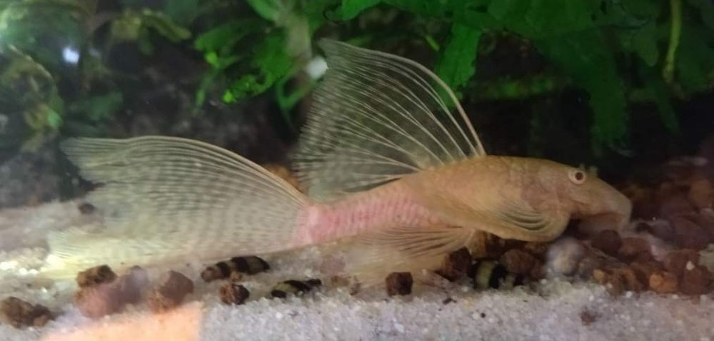 Ancistrus.sp,  black longfin e red