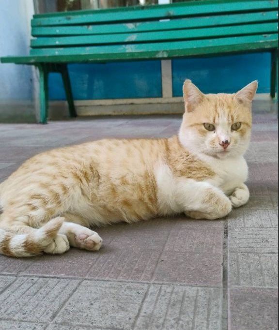 Отдам даром в добрые руки рыже-белого котика