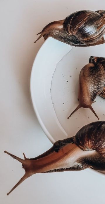 Улитка Акахатина-домашний питомец и косметолог 2 в 1.