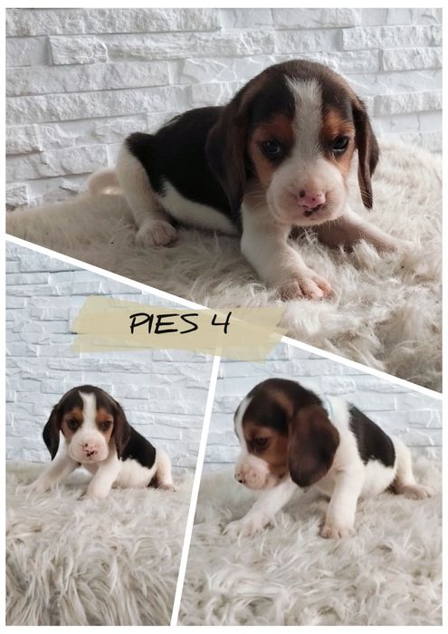Beagle .. Beagle