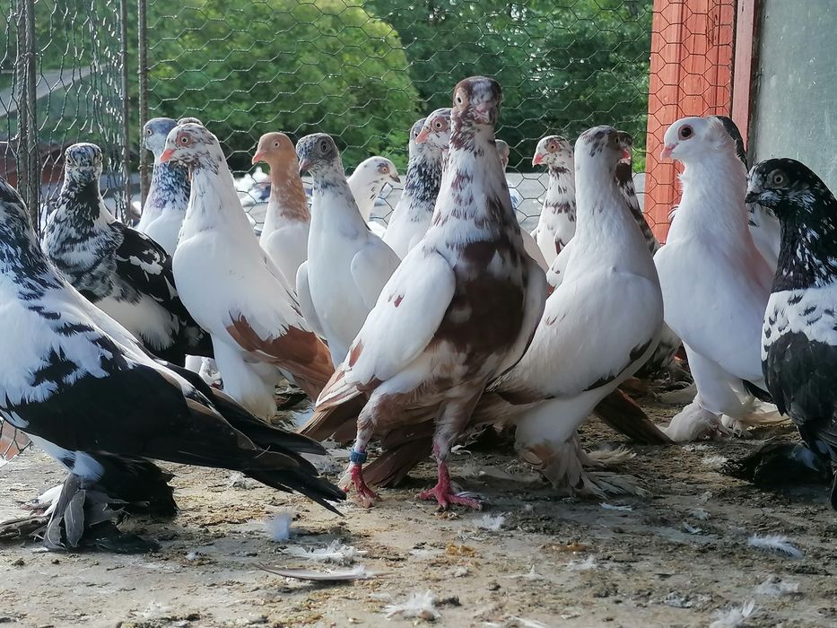 Gołębie ozdobne widymy budapeszty łapciate