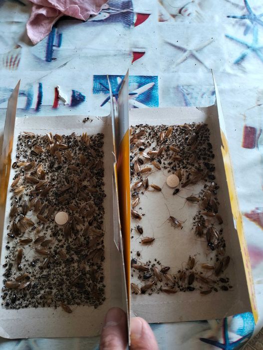 Dezynsekcja Deratyzacja