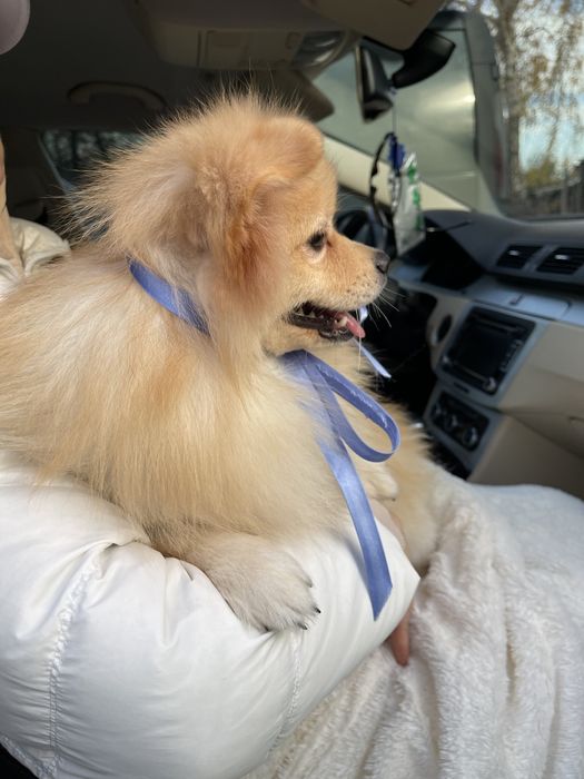 Міні-принци Померанські шпіци чекають на свої сімї