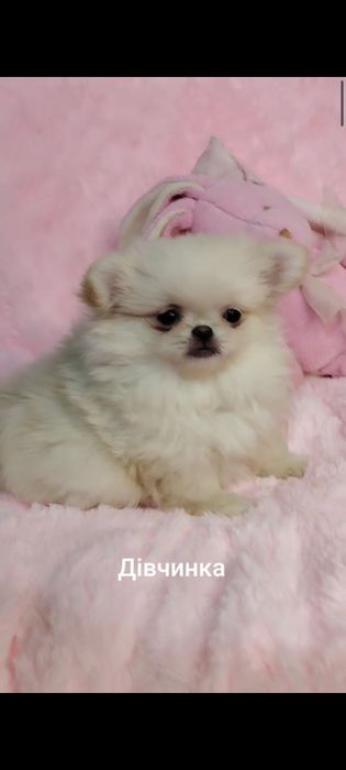 Неймовірно гарна дівчинка. Дуже крихітна
