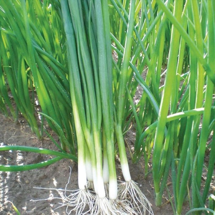 Лук перо зелень ...