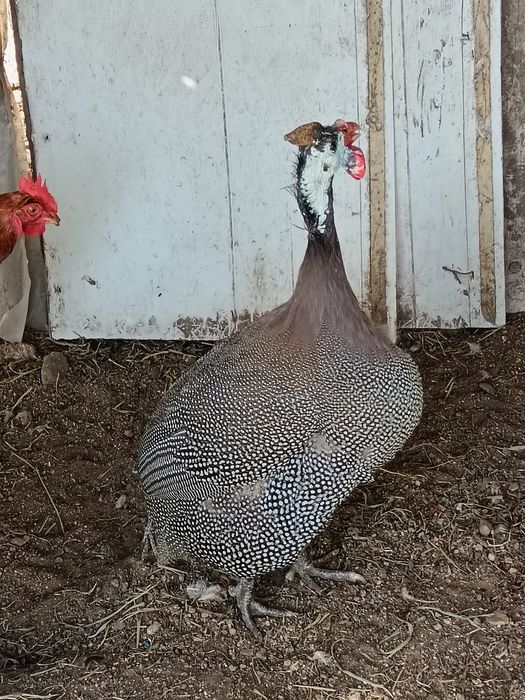 Vendo Galinha fraca !