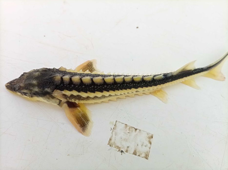 Jesiotr narybek sterlet rosyjski 18-25 cm , karp lin karaś wegorz